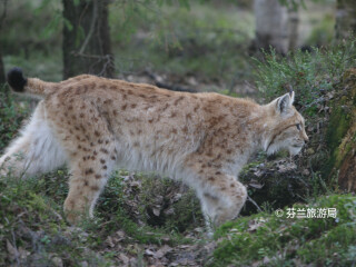 库萨莫捕食者中心