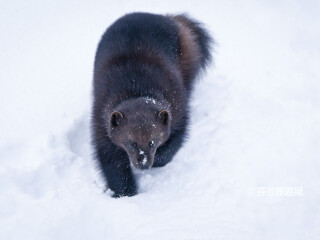 拉努阿野生动物园