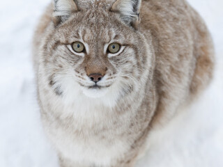 拉努阿野生动物园
