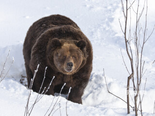 拉努阿野生动物园