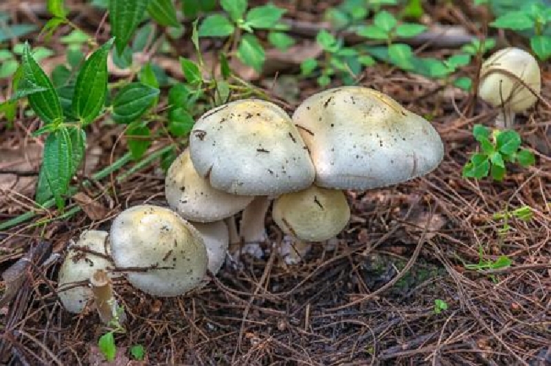 中秋2天亲子游走进西岭雪山如诗如画般的动植物天堂