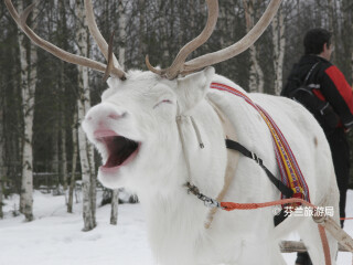罗瓦涅米驯鹿农场