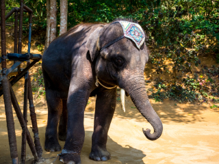 西双版纳原始森林公园