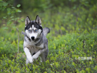 库萨莫捕食者中心