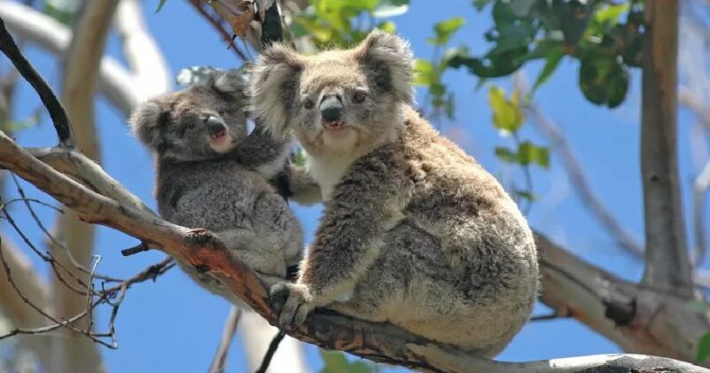 温暖如春的大洋洲考拉宝宝在等你哦