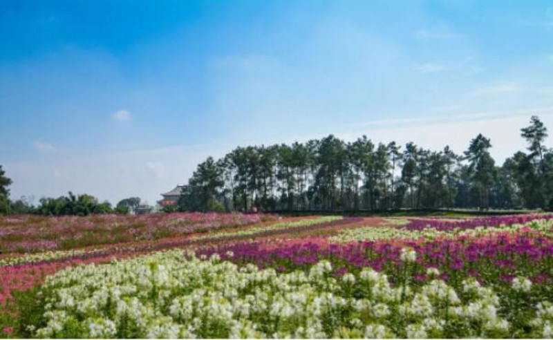 石象湖百合花海怒放,國慶必賞秋景_成都石象湖景區遊記_途牛