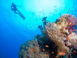 亚萨瓦岛度假村