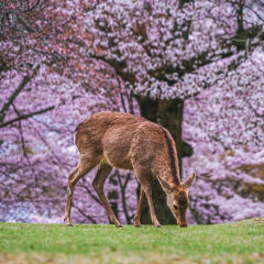 Nara Park