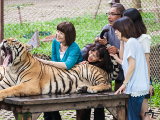普吉岛老虎王国
