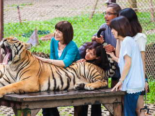 普吉岛老虎王国