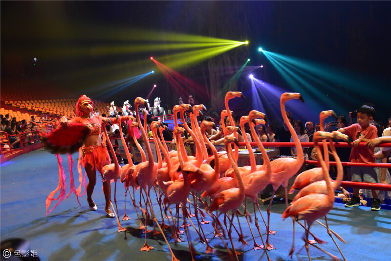 三天三夜欢乐长隆之旅(附攻略)_长隆欢乐世界游记_途牛