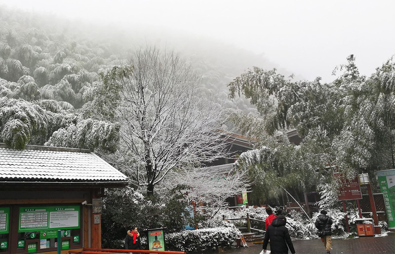 永川茶山竹海下雪图片图片