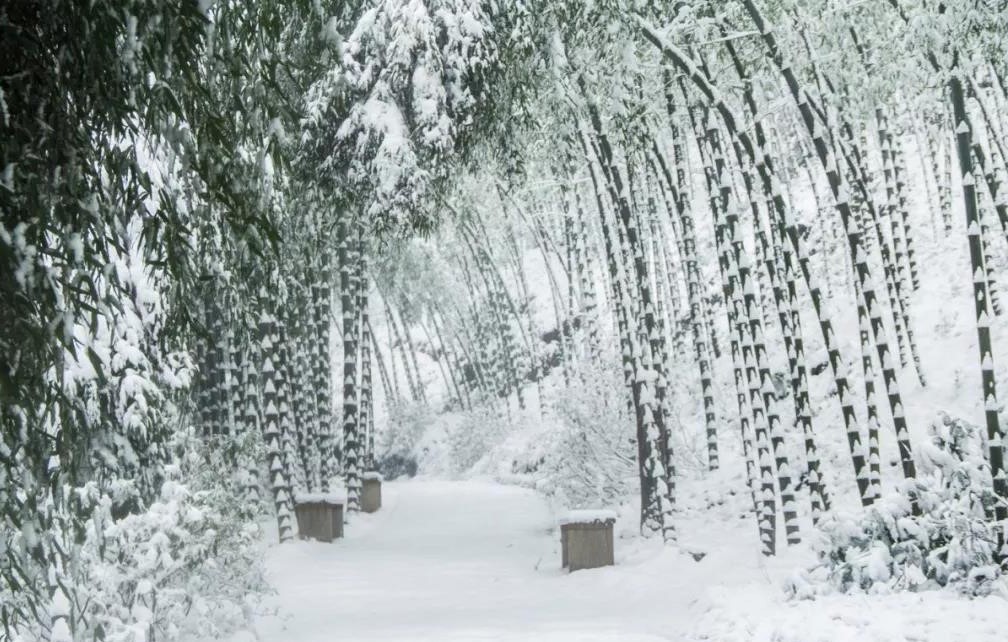 茶山竹海下雪图片