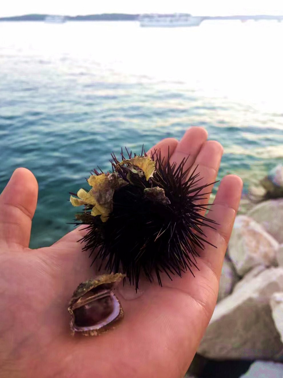 这是团友到海里捞的海胆.