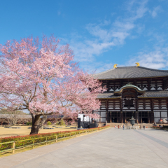 Cherry Blossom Tree outside Todai-ji Temple in Nara, Japan