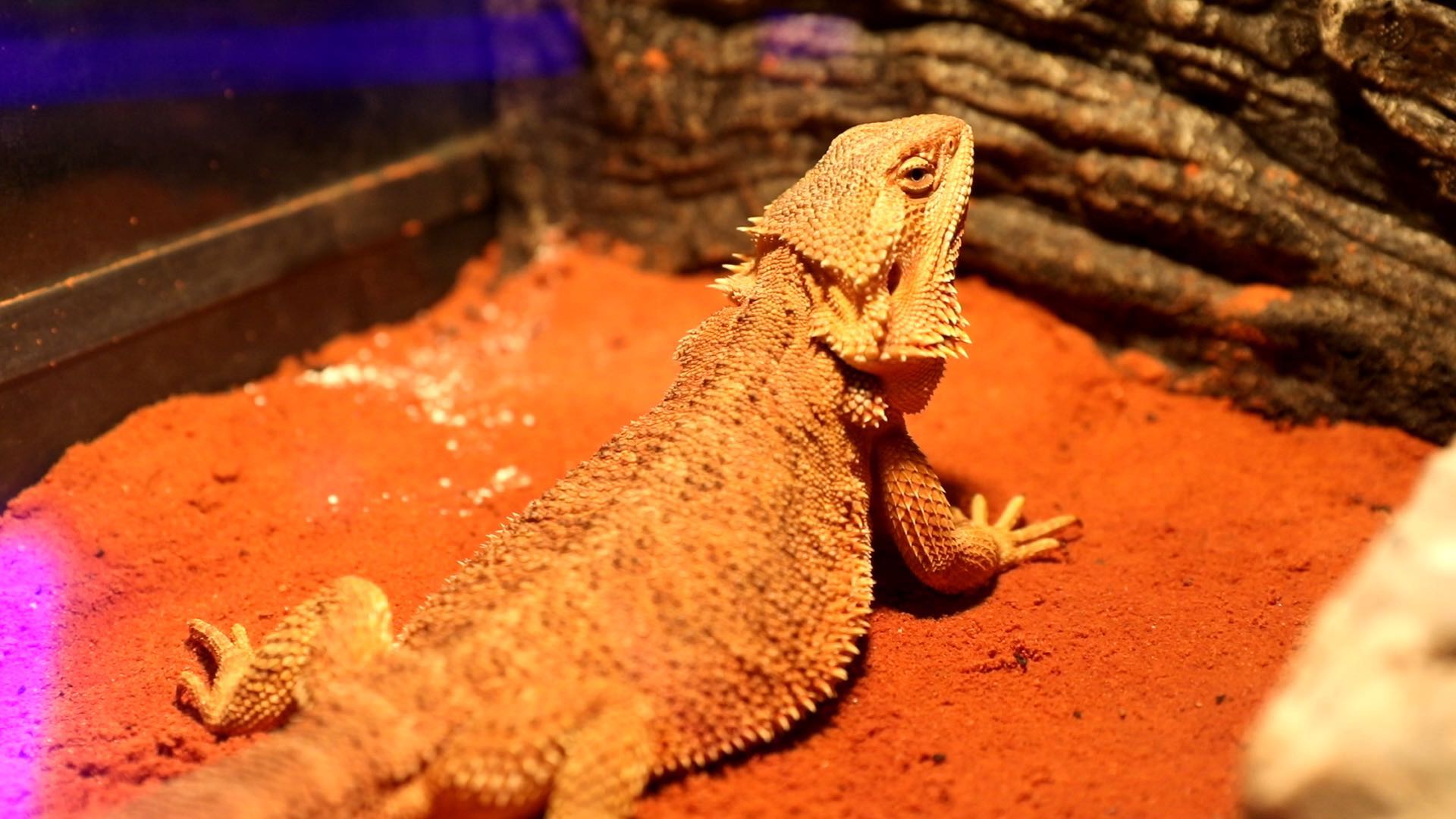 future zoo未来动物城(沈阳)门票价格-future zoo未来动物城(沈阳)门