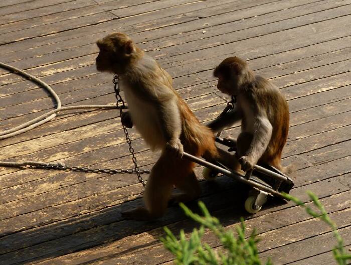   这是猴子在表演拉车