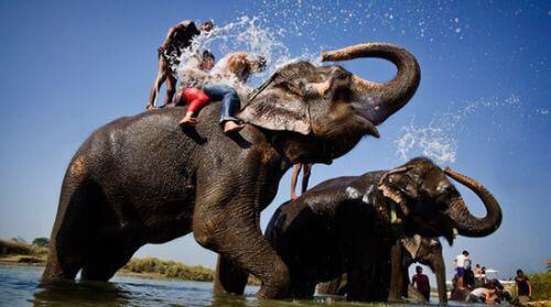 泰国的大象值得你去看,但这里的恐龙更能给你惊喜