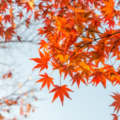 Autumn leaves (koyo) Colorful Autumn foliage Red momiji (Japanese maple) season look up above tree under Golden Sky Sunset in Kyoto, Japan