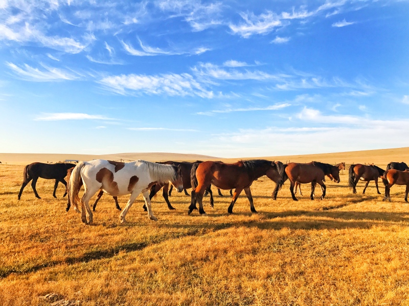 清晨的马儿在草原上吃"早餐"