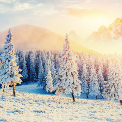 magical winter snow covered tree. Sunset in the Carpathians. Ukraine, Europe