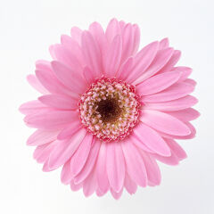 Gerbera