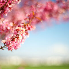 Flowers in highlands