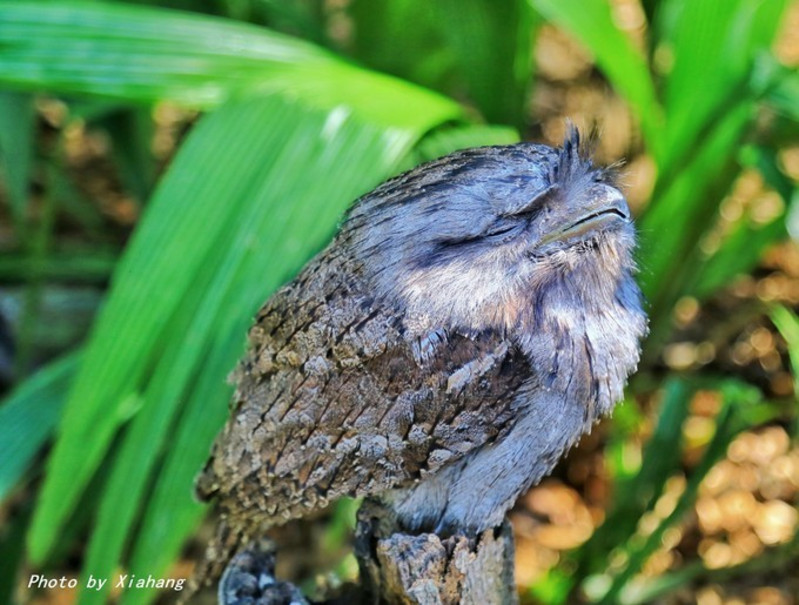 接下來我們就往公園深處,去探秘各種各樣的小動物