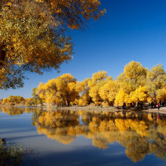 内蒙古额济纳旗胡杨林