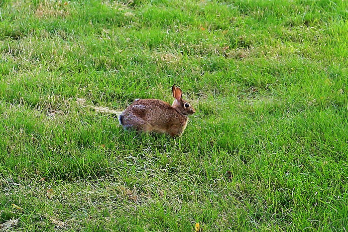 附近的草地上蹦蹦跳跳的野兔