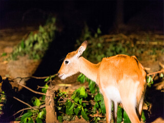 清迈夜间动物园