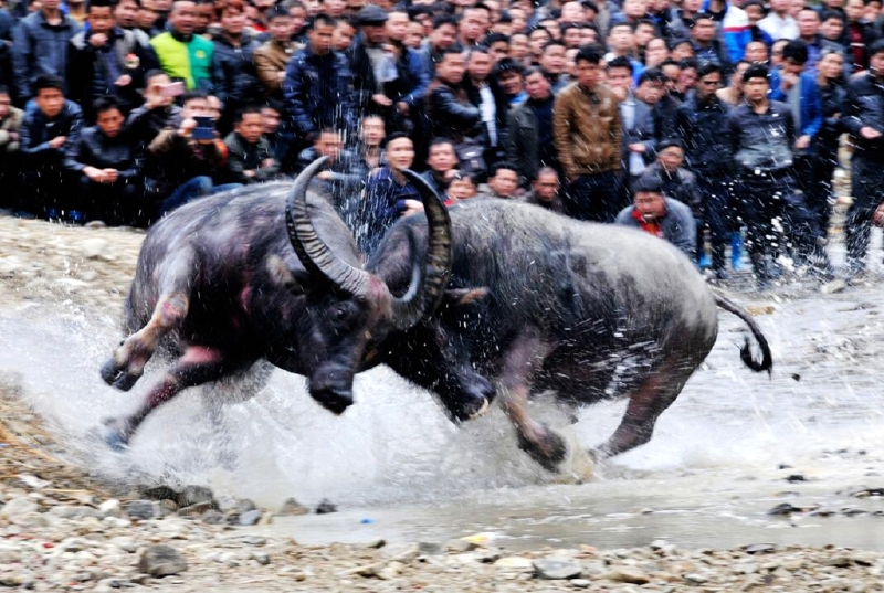 家门口的斗牛大赛40多头牛王十一将在南宁金沙湖激烈争霸