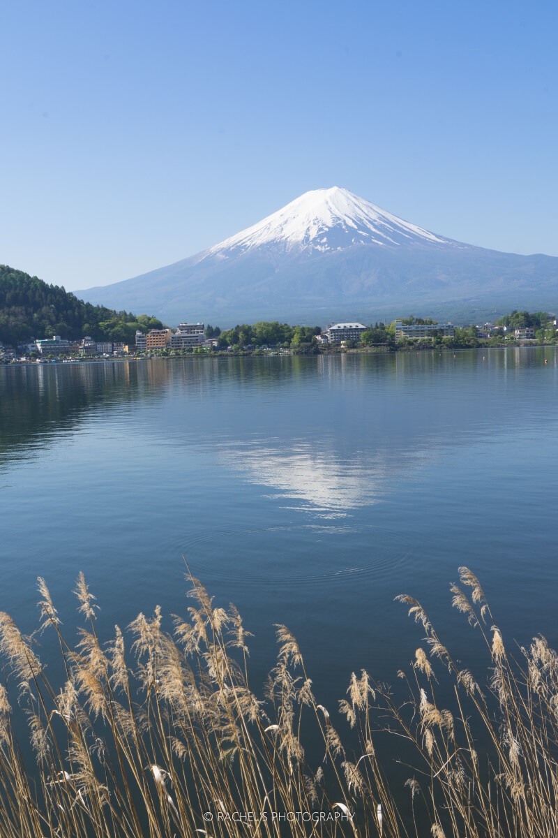 在富士山,与满眼繁花的一期一会——mt. fuji 天天见_河口湖游记_途牛