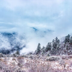 森林雾景