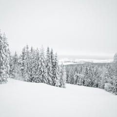 Dark winter landscape with snow covered trees