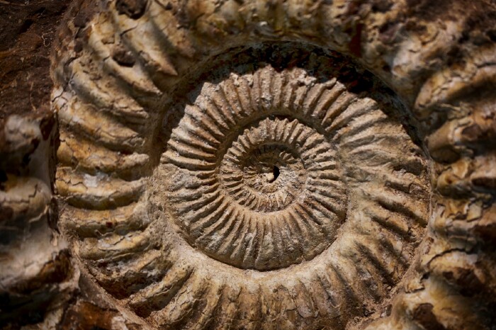 它有一些自然博物馆的内容,比如这个头足纲生物化石