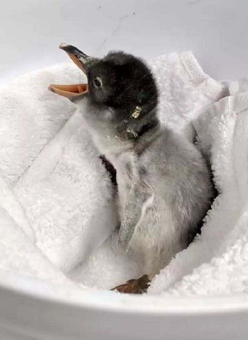 企鹅蛋生季南京海底世界洪堡企鹅三兄弟超帅来袭可萌可撩可骄傲