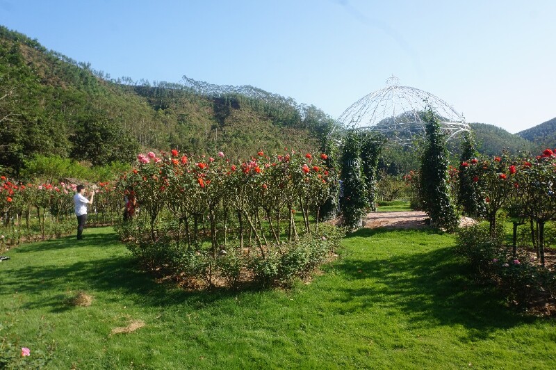 国庆游东方树玫瑰园