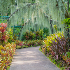 SINGAPORE, SINGAPORE - JANUARY 23: National Orchid garden in Singapore on JAN 23, 2015. It is located in the Singapore Botanic Gardens, and has about 60,000 orchid plants - consisting of 400 species.