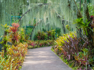 新加坡植物园