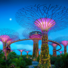 SINGAPORE-JUN 1: Evening view of The Supertree Grove at Gardens by the Bay on Jun 1, 2015 in Singapore. Spanning 101 hectares of reclaimed land in central Singapore.
