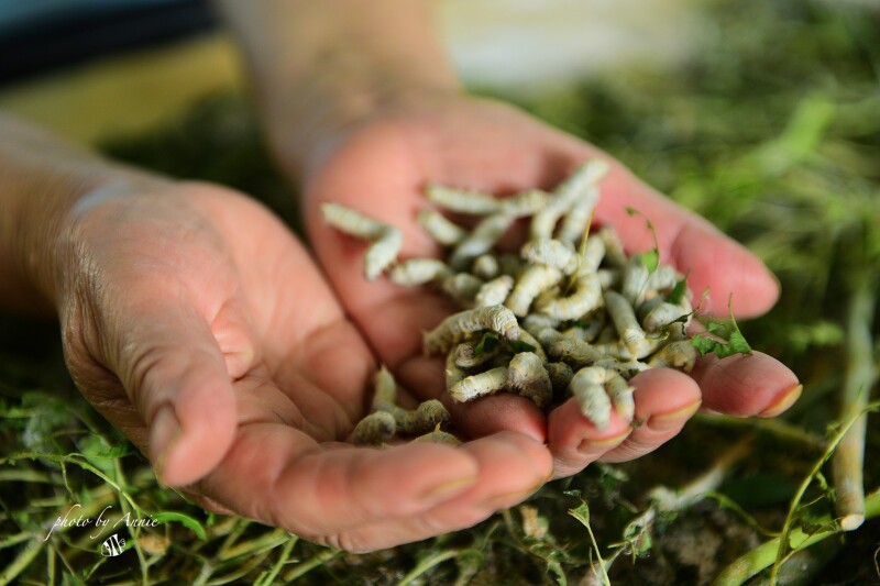 悉心照顾蚕宝宝的蚕娘