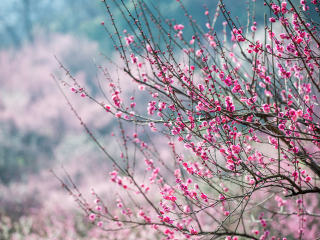 西溪国家湿地公园
