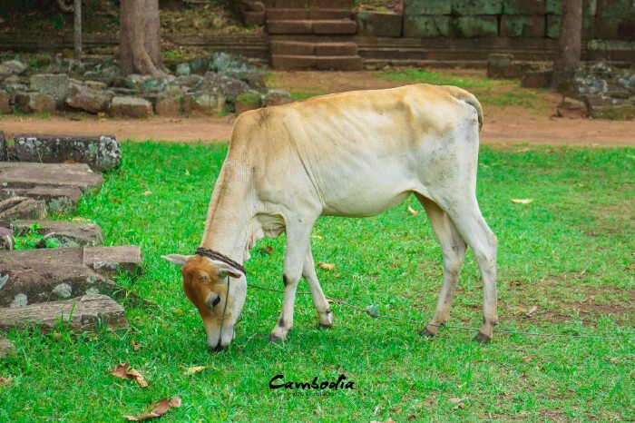 战象平台(terrace of elephants)