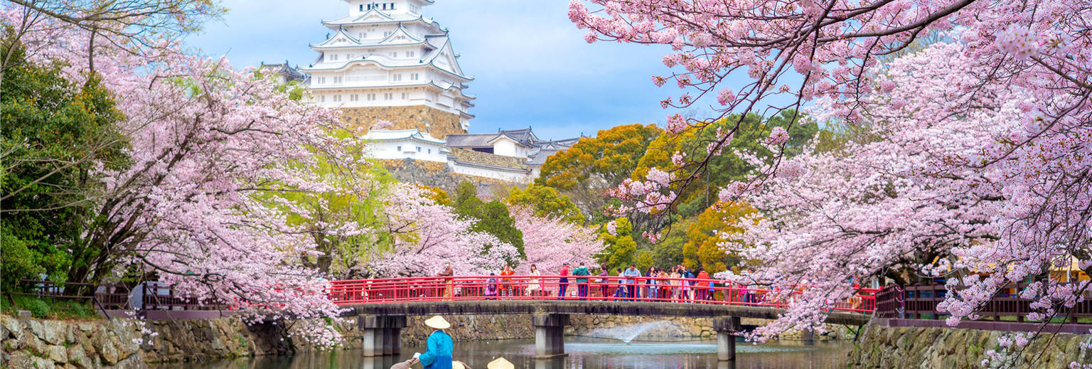 “日本樱花”的图片搜索结果
