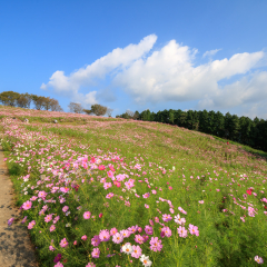 Cosmos flowers at Tenkaihou, Nagasaki, Japan.