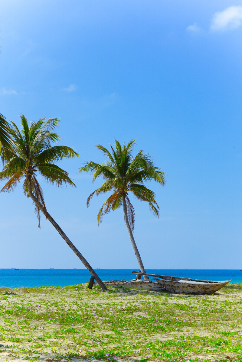 这些歪歪扭扭的椰子树不知道是不是台风