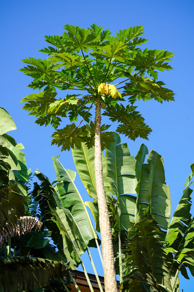 "琼b"牌三亚,在冬日被阳光和海风温柔以待(小众情怀记录)