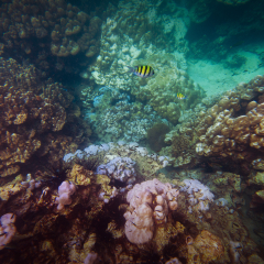 Wonderful and beautiful underwater world with corals reef.Soft focus & noise visible due to high ISO.