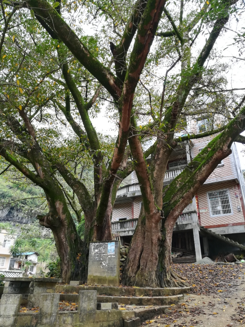 隆林者烘村美景_百色隆林民族國際大酒店動態_途牛